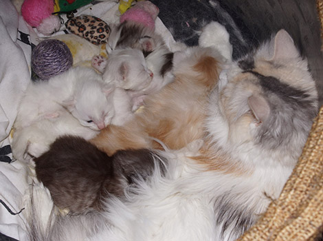 U2-Kitten am 3.4.2015